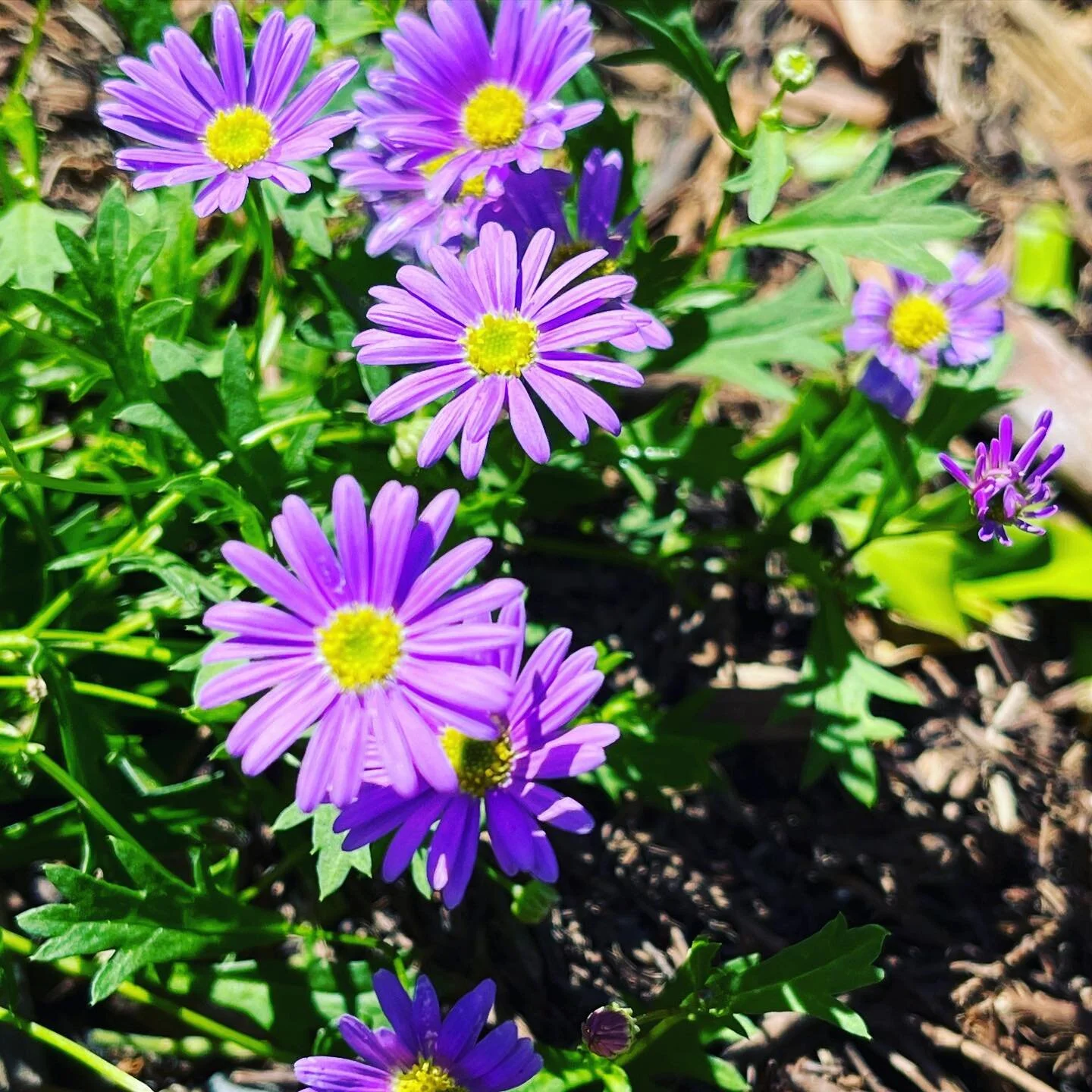 Yes, it&rsquo;s possible to have a cottage garden here in Queensland and use native plants. And yes, insect attracting, splashes of colour, tough conditions withstanding plants are always a winner.

The fight against possums and insects of often very