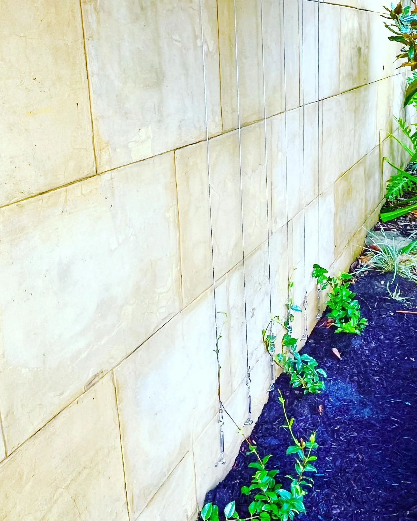Loving the absolutely superb finish of our trellis using balustrade wire on this wall in Toowong.

Our landscapers are highly qualified and highly experienced and loving all the variety of the mini as well as massive projects we work on.

Jasmine wil
