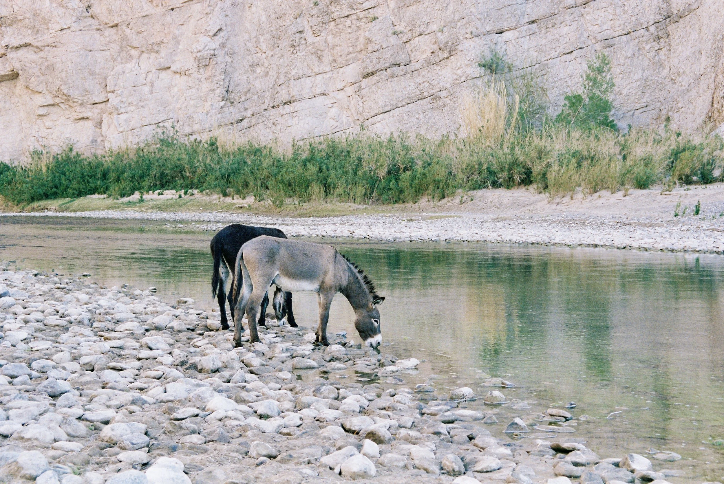 Two horses drinking water from a river with a rocky shore and green bushes in the background.