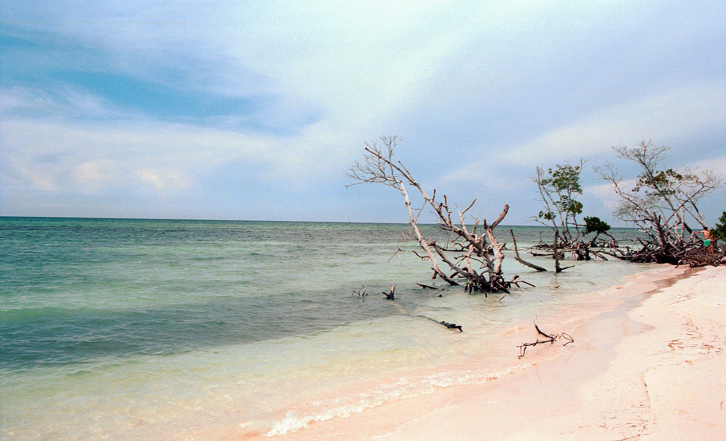 Beach with sand, gentle waves, and several dead trees or driftwood along the shoreline under a cloudy sky.