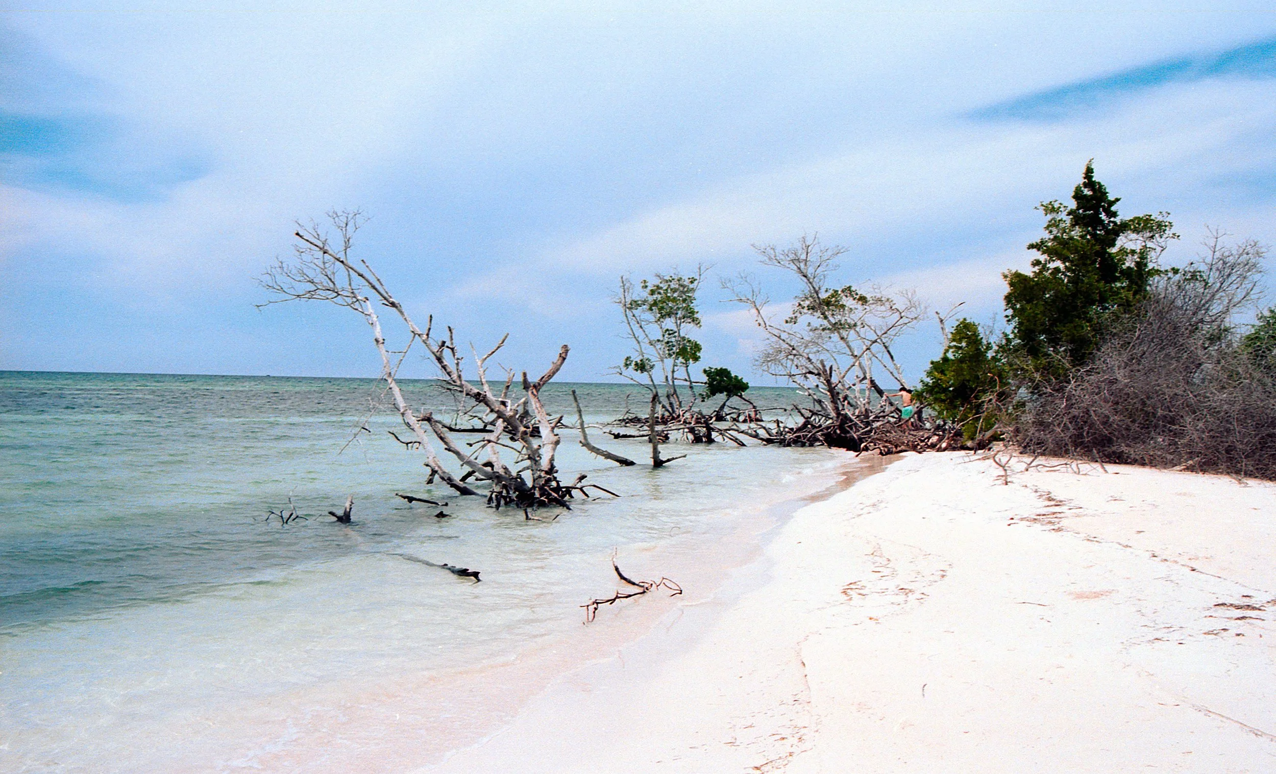 A beach with white sand, fallen tree branches partially submerged in water, and some green trees along the shoreline under a cloudy sky.