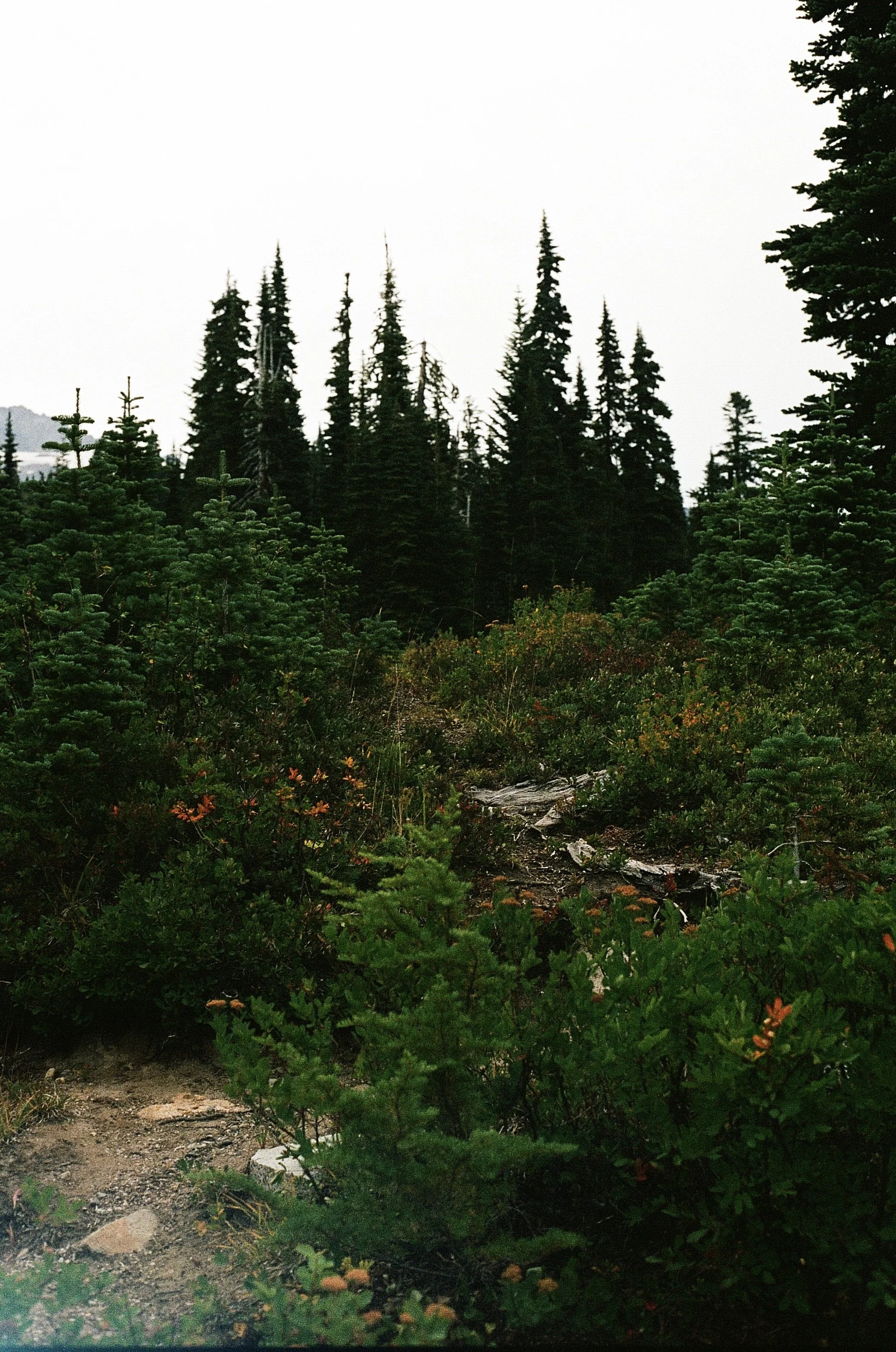 IMG_8405.jpeg