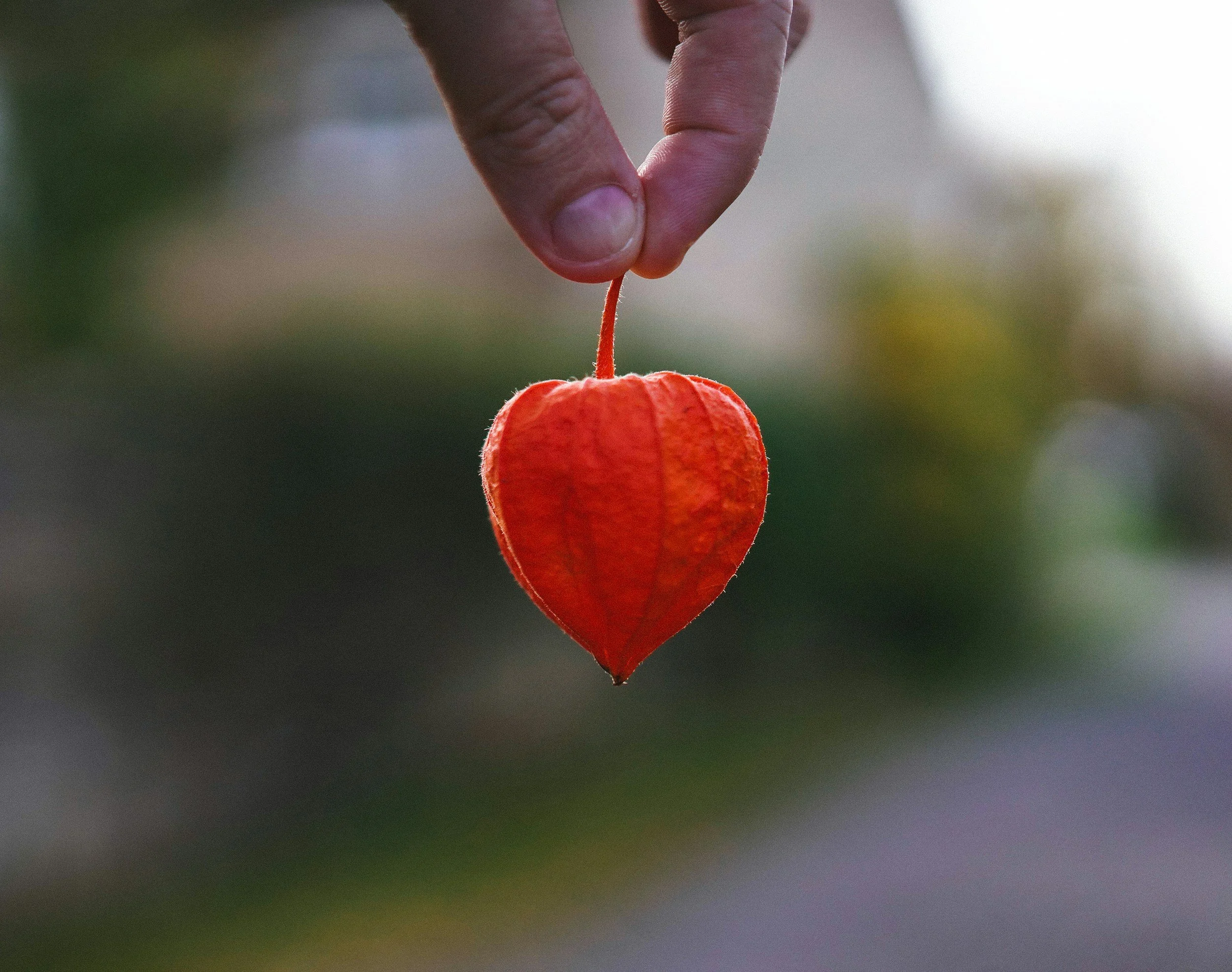 The Spirit of our Organs — Part 1: Heart and Kidneys