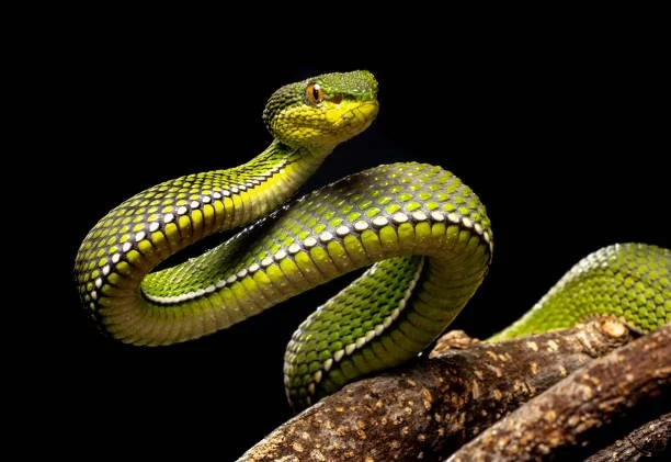 From Snake to Horse: Shedding the Old Skin and Riding Into the Fire of 2026