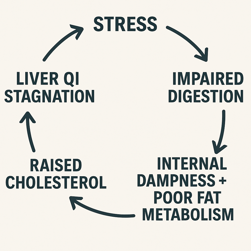 Flowchart illustrating the stress-cholesterol cycle from a Chinese and Western medicine perspective: Stress leads to Liver Qi stagnation, impaired digestion, internal dampness and poor fat metabolism, raised cholesterol, and back to stress.