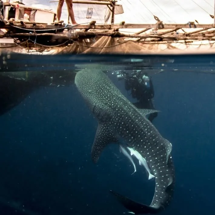 In parts of Cendrawasih Bay, local fishing communities on little wooden bagans have for years practiced the tradition of sambi feeding of the resident whalesharks below, developing a special bond between them and these beautiful majestic creatures; a