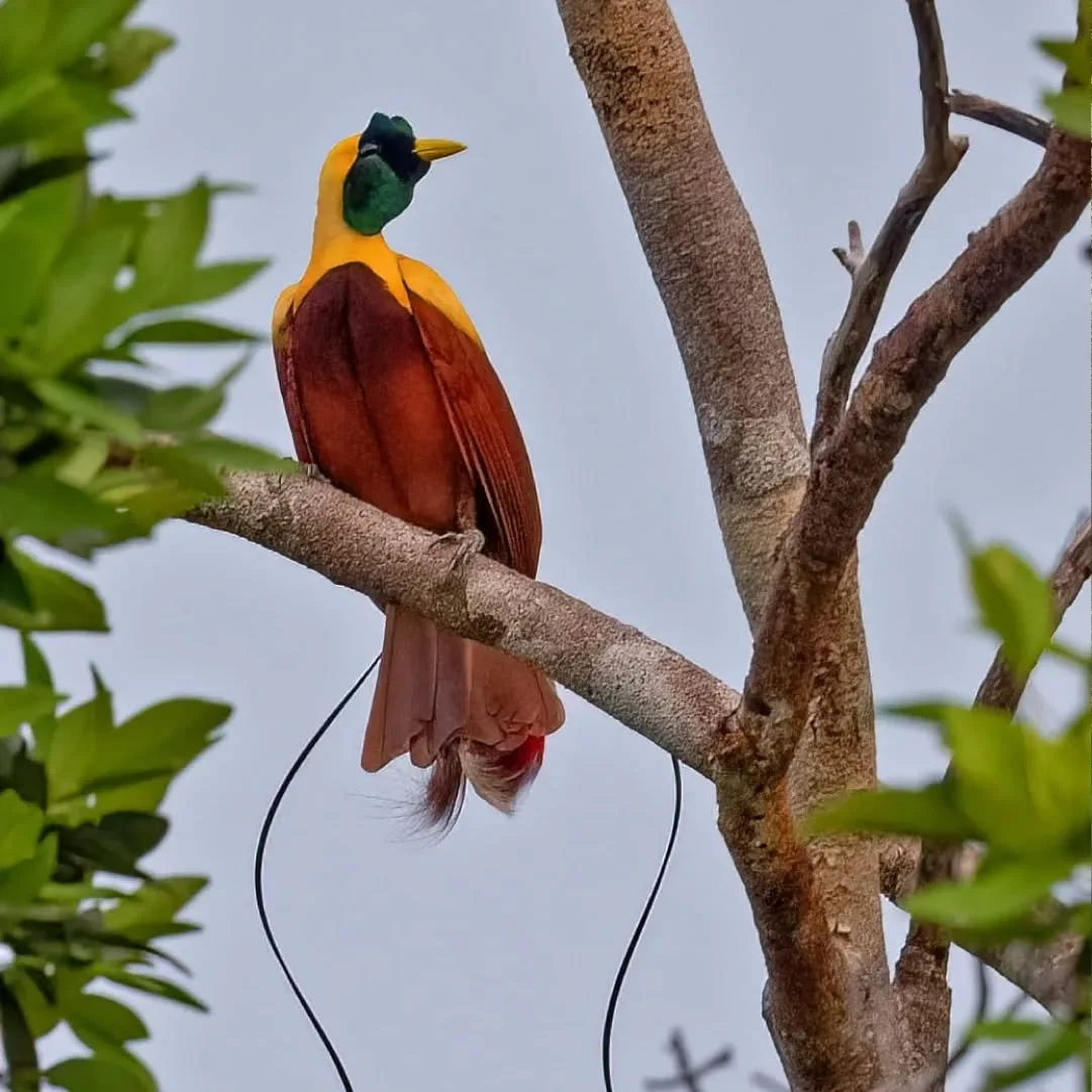 As part of the renowned Raja Ampat archipelago, Waigeo is celebrated for its exemplary conservation initiatives, safeguarding its rich biodiversity- with lush forests and crystal blue rivers, she is home to many rare and endemic species uniquely foun