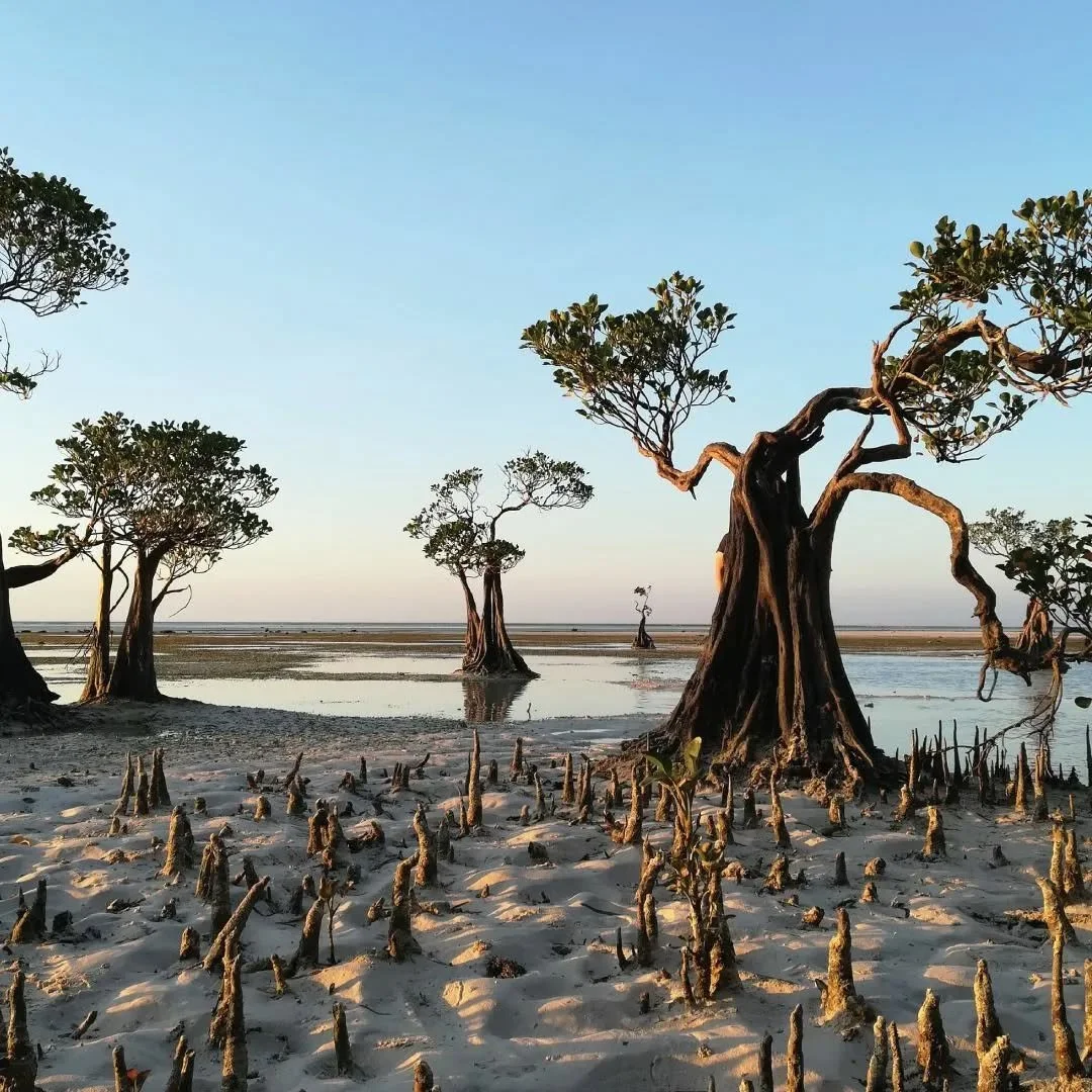 In large parts of Sumba, spirits and culture still runs deep within the veins of this beautiful island, intertwined with such sumblime nature still well preserved and less trekked, where the skies appear to sing at night.�⛰🚢🌌🛖

.
#kailanapremier #