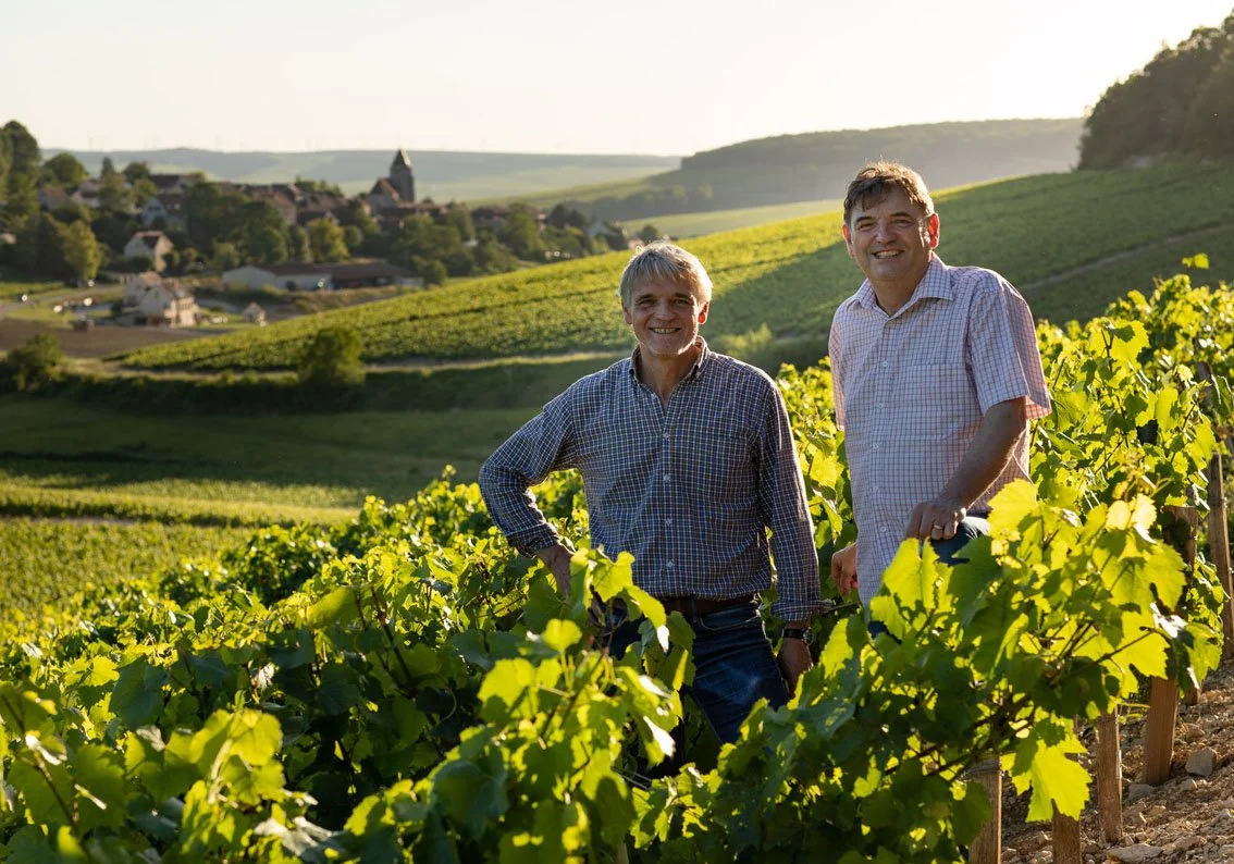 Vinodlare från Dampt Frères i vingård i Bourgogne, Frankrike