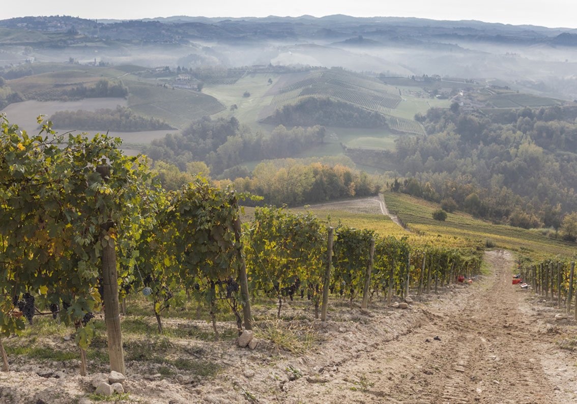 Ca Viola Vineyard