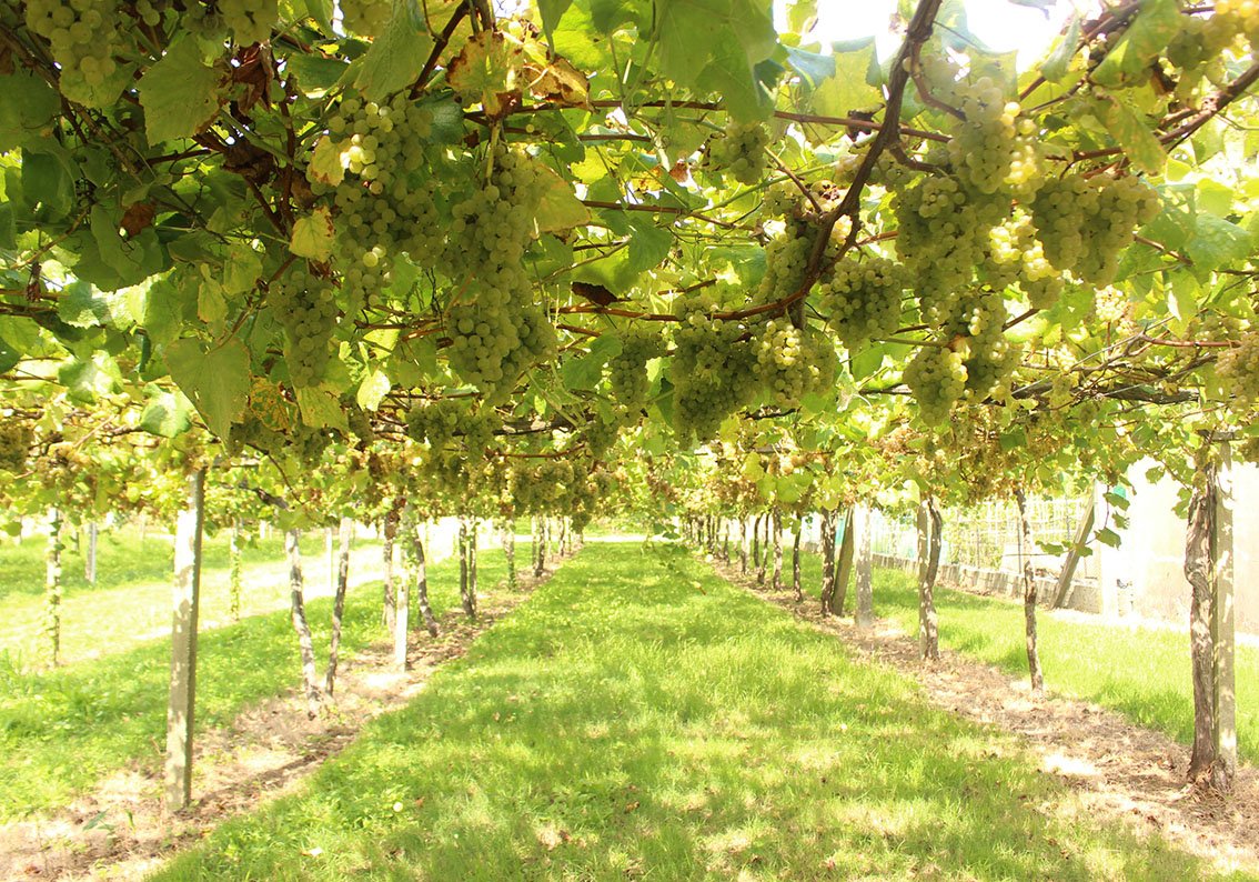 bodegas-rectoral-do-umia-producentbild