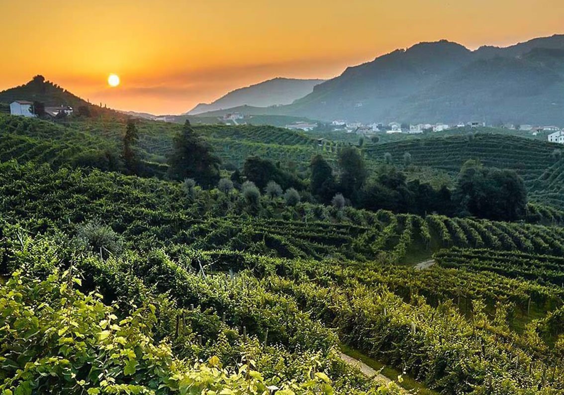 La Gioiosa Prosecco Wineyard