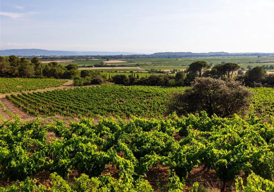 Maris Wines Vineyard