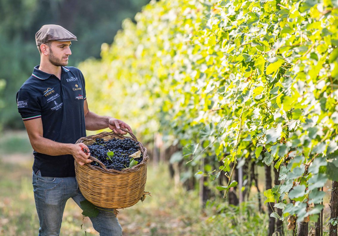 Fantini Vineyard