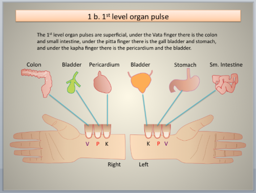 A Beginner's Guide to Feeling Your Pulse (For Self-Awareness)