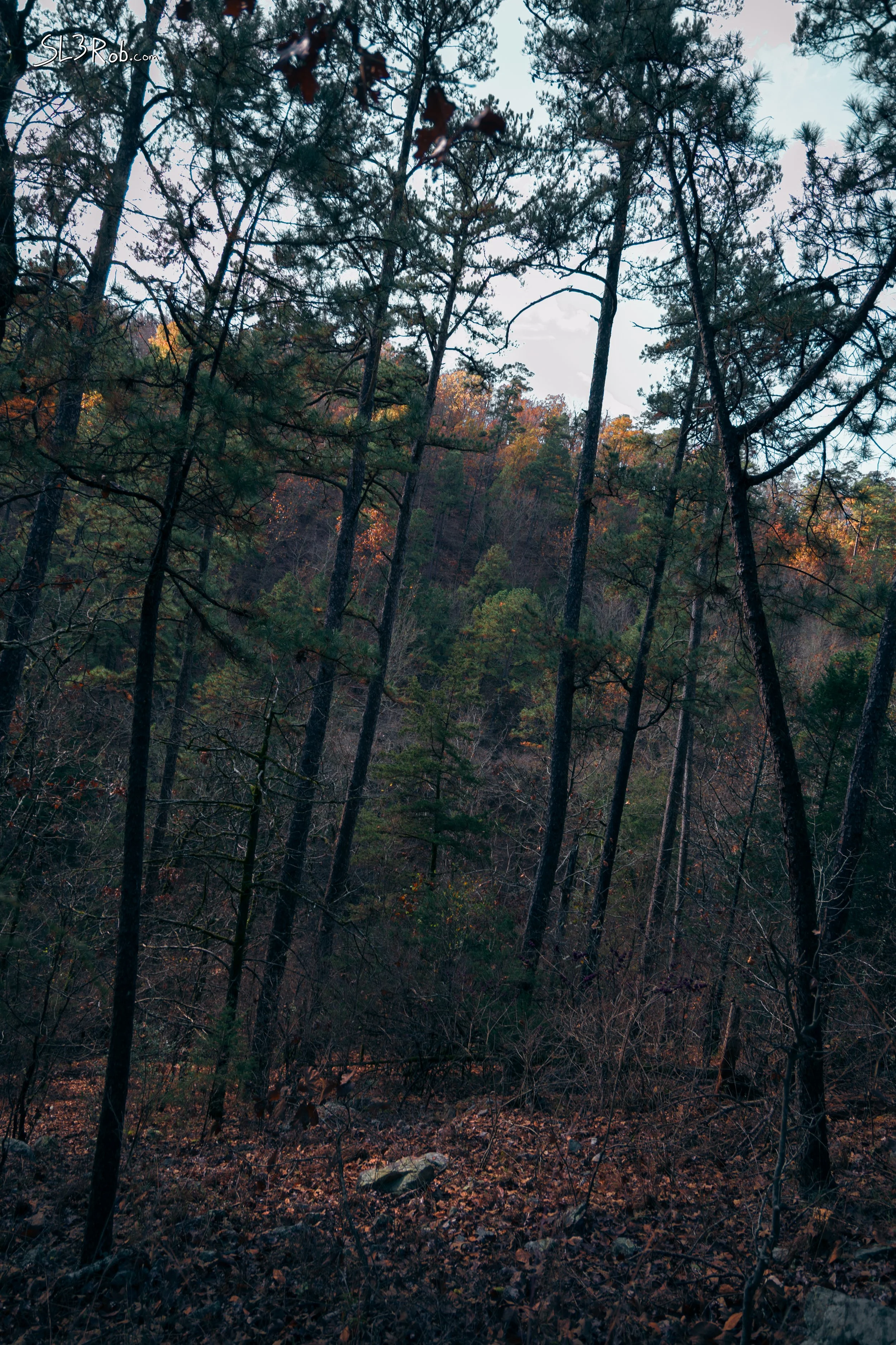 IMG_7925-edit.jpg