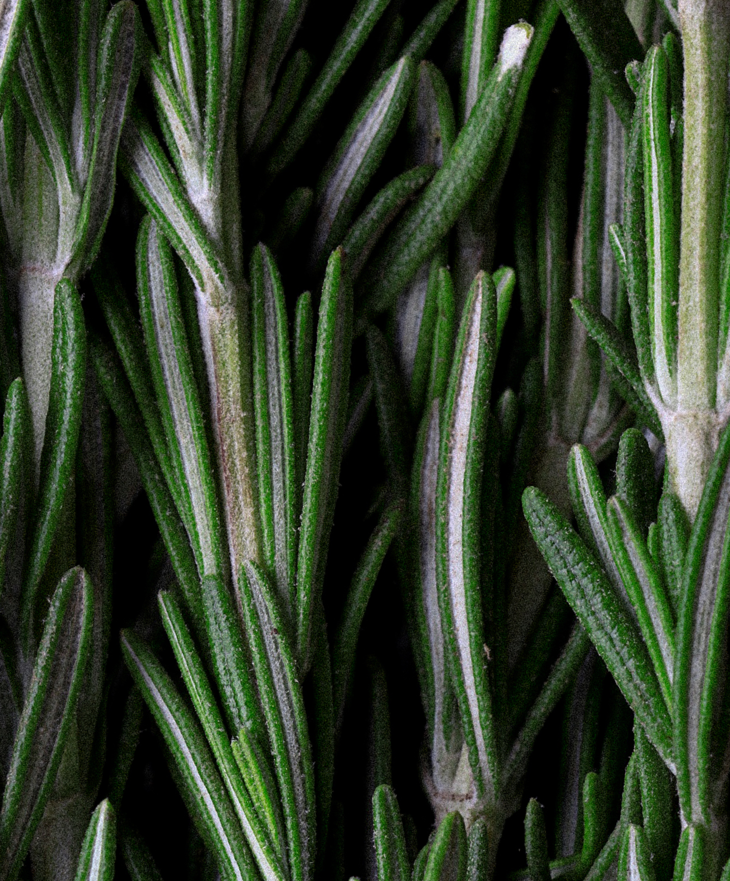 Rosemary Scalp & Hair Oil.png