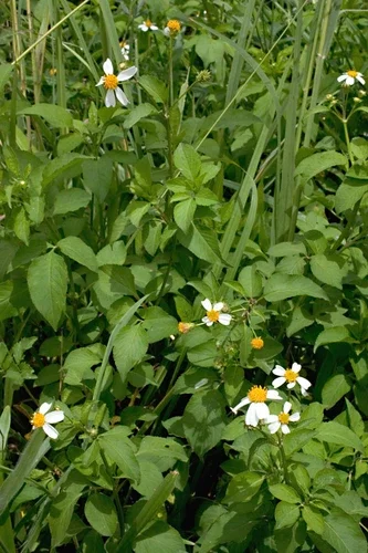bidens pilosa flowers in field.webp