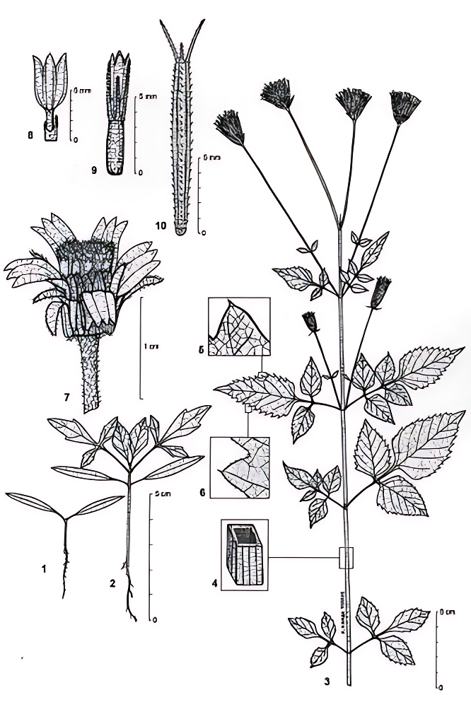 bidens pilosa diagram_imgupscaler.ai_Sharpener_2K.png