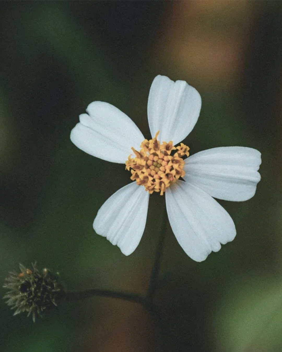 Bidens Pilosa Benefits Changing Modern Skincare