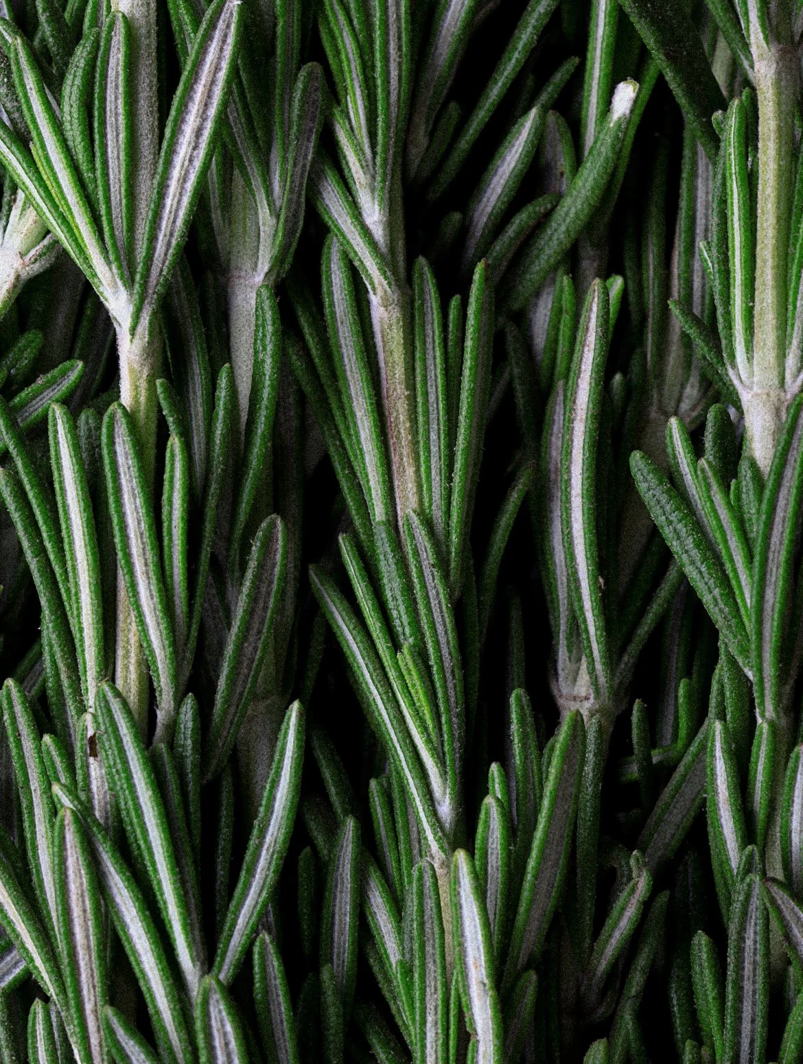 Rosemary Scalp & Hair Oil-1.jpg