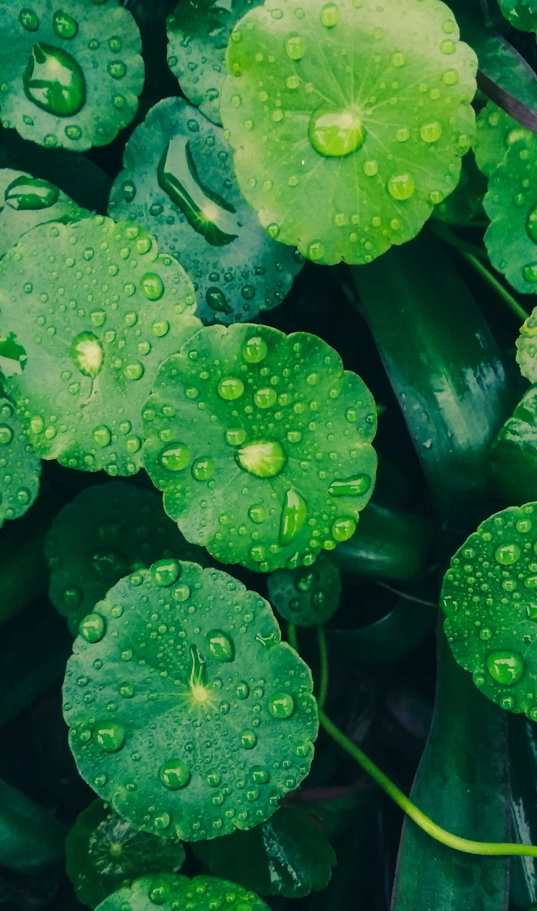 pexels-chobiwala-12917257.jpg