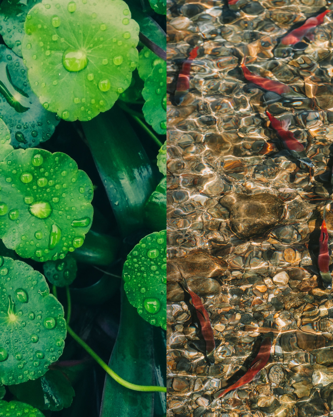 Vegan PDRN vs Salmon PDRN: Which Is Best For Topical Skincare