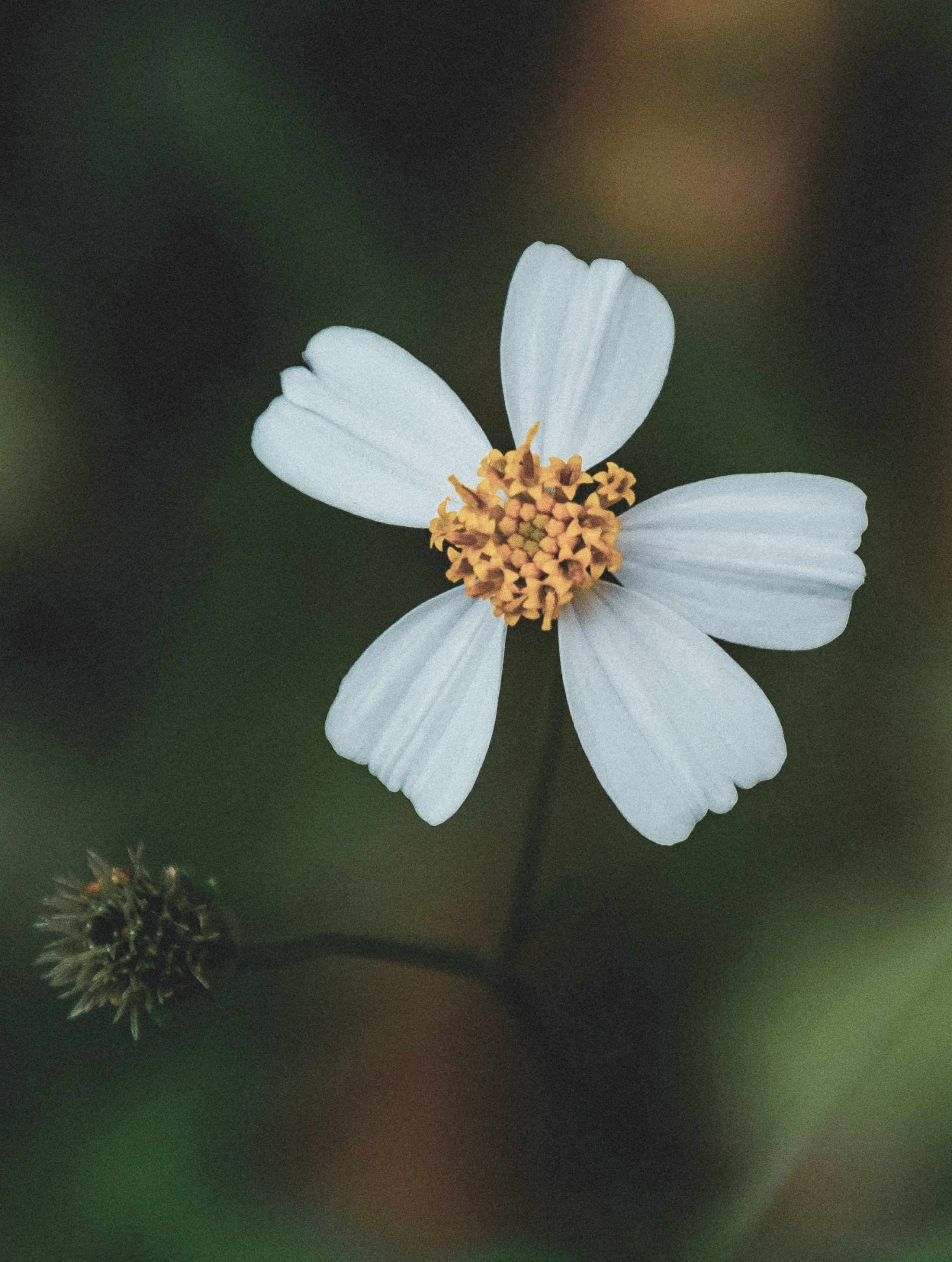bidens.png