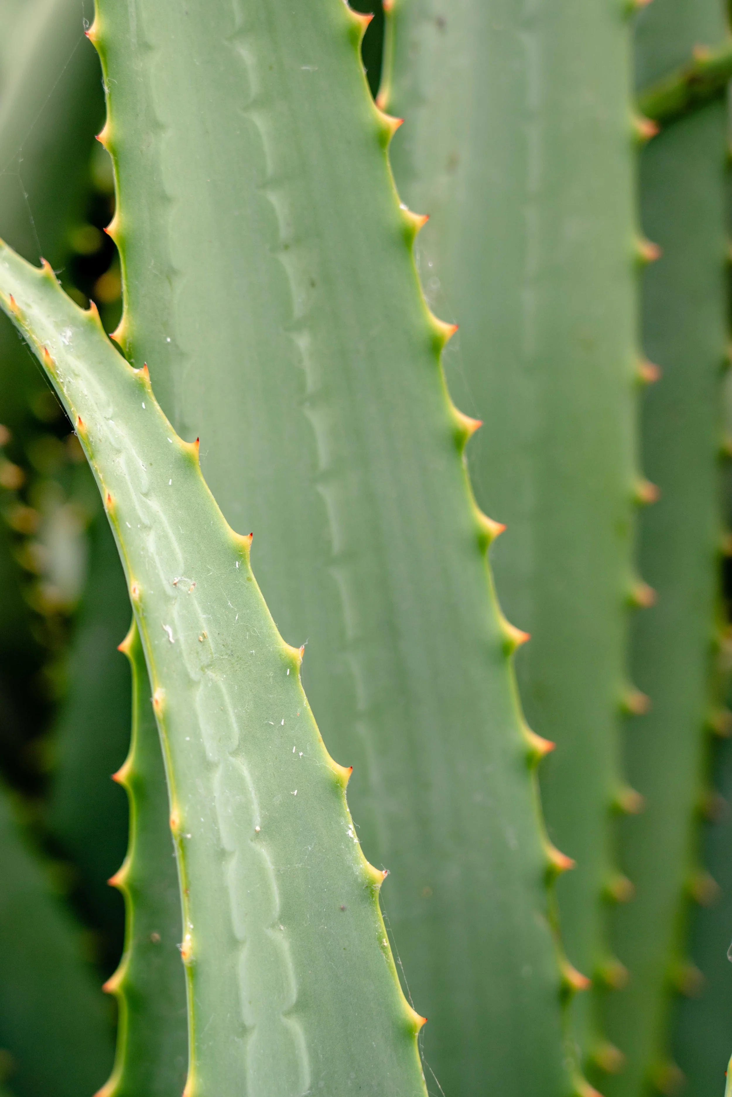 pexels-freestockpro-12811777.jpg