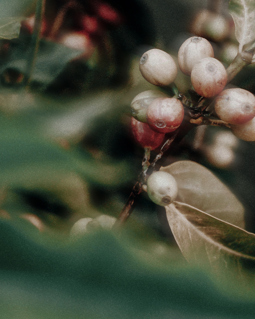 What Is Caffeine for Skin: Selling Topical Caffeine Skincare