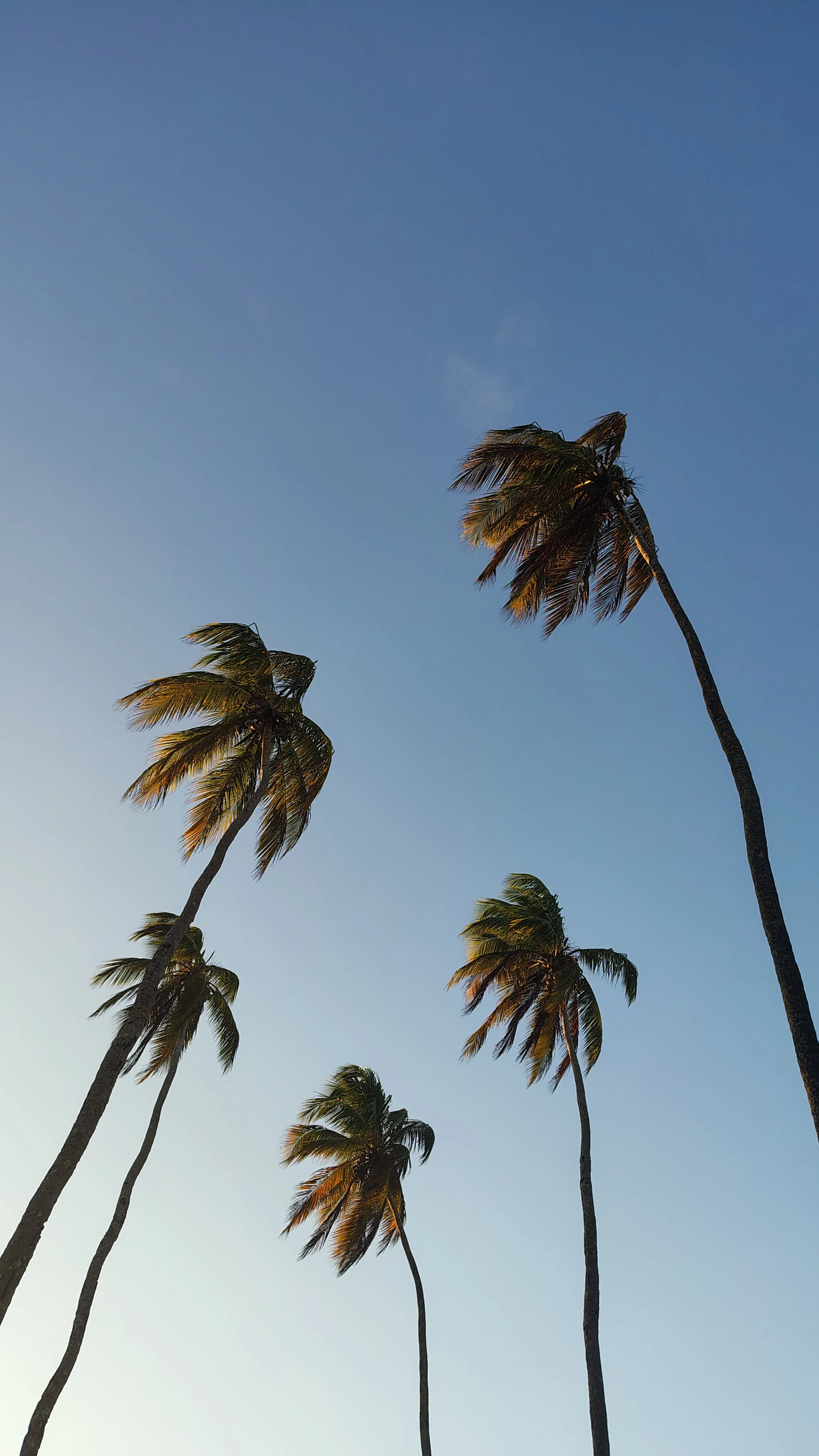 Sophrologue à Cayenne et en Guyane : retrouver calme, ancrage et sérénité