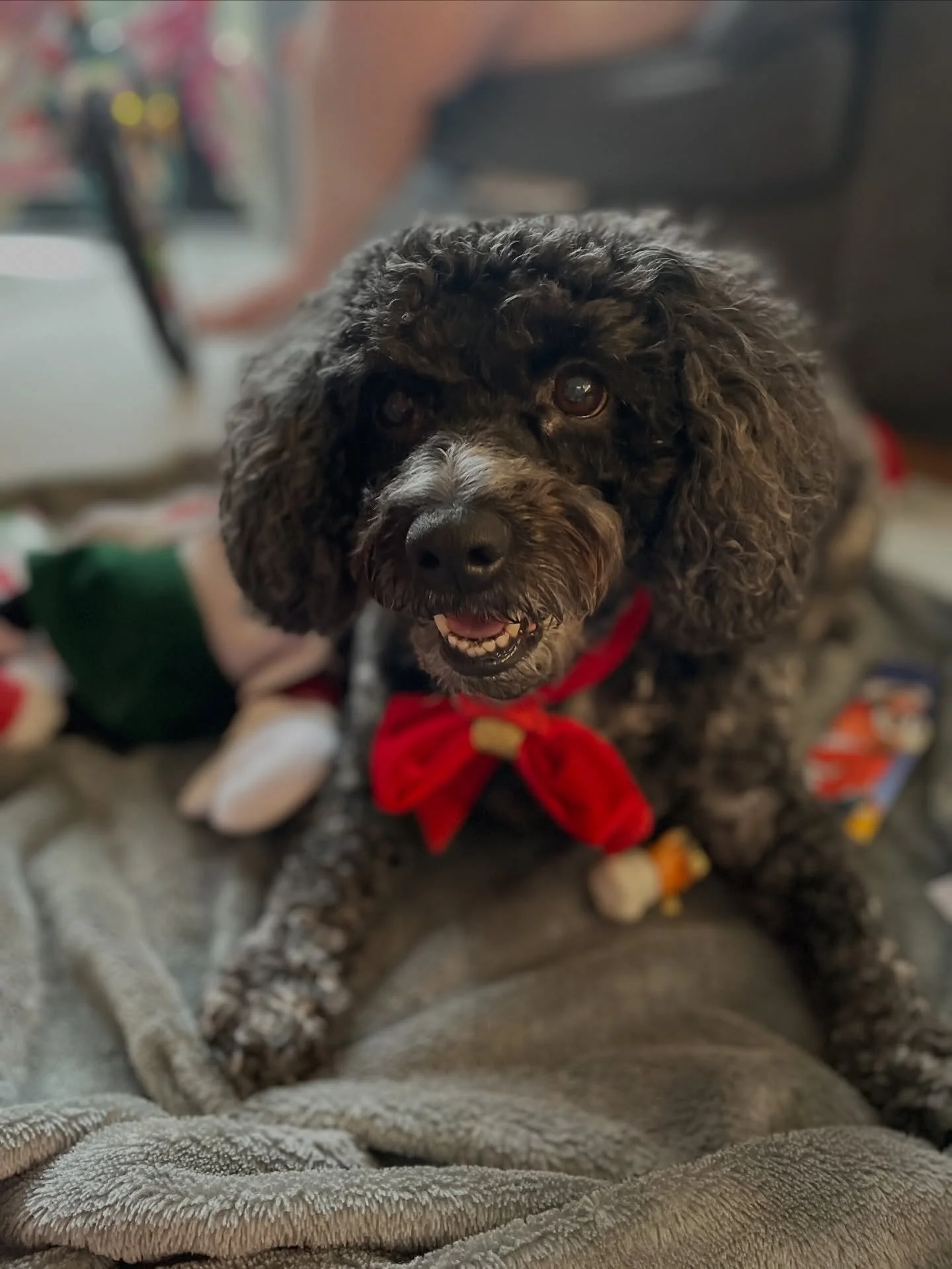 🎄 6 months without you @c_isfor_cookie 💔 Christmas was one of your favourite days. I will miss seeing your Christmas pig collection grow each year and watching you tear up all the paper and cardboard. We all miss you dear, sweet Cookie. 🐾 👼 🐾 💔