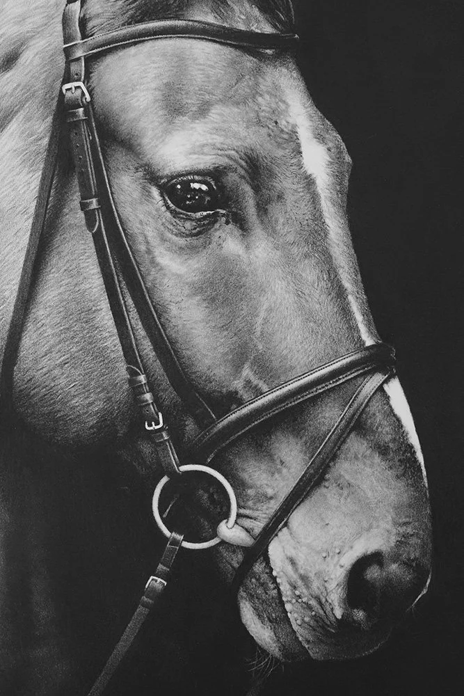 charcoal-horse-portrait-andrew-mortimer_det2.jpg