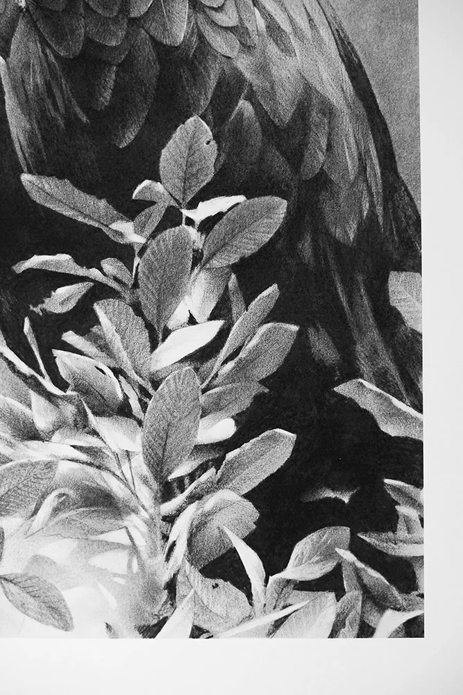 Memor aquilae_det2_charcoal-artwork-andrew-mortimer.jpg.jpg