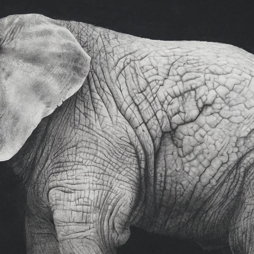 elephant_ calf_det3_charcoal-artwork-andrew-mortimer.jpg