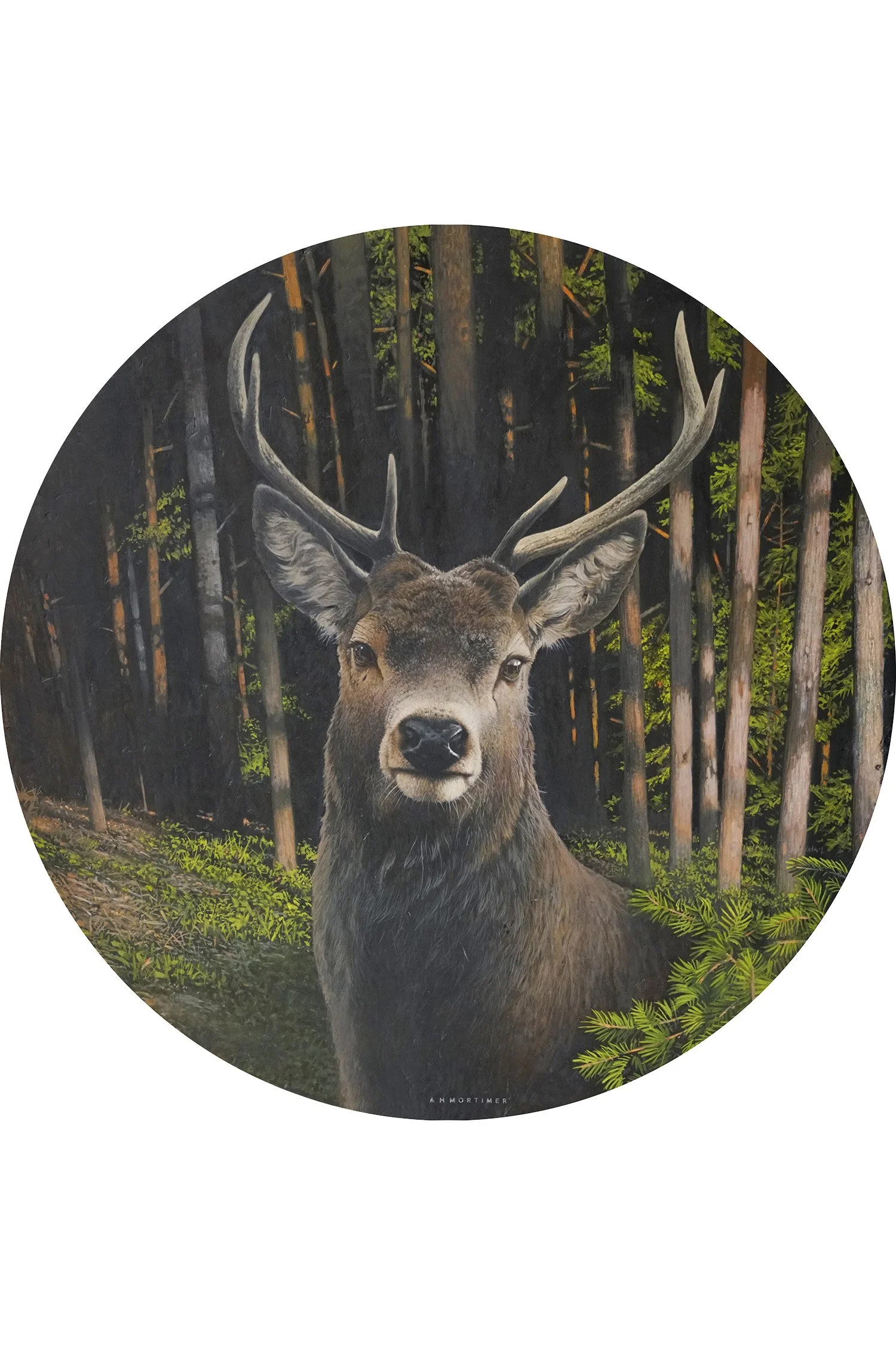 Cervus