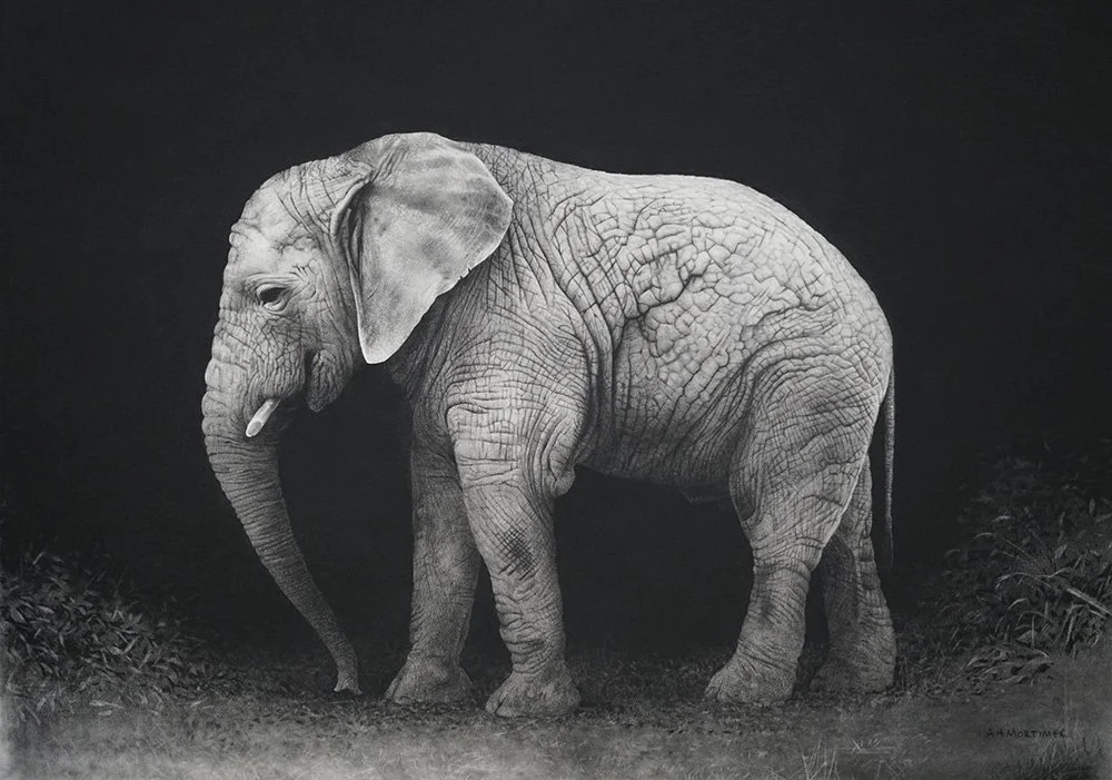 elephant_ calf_charcoal-artwork-andrew-mortimer.jpg