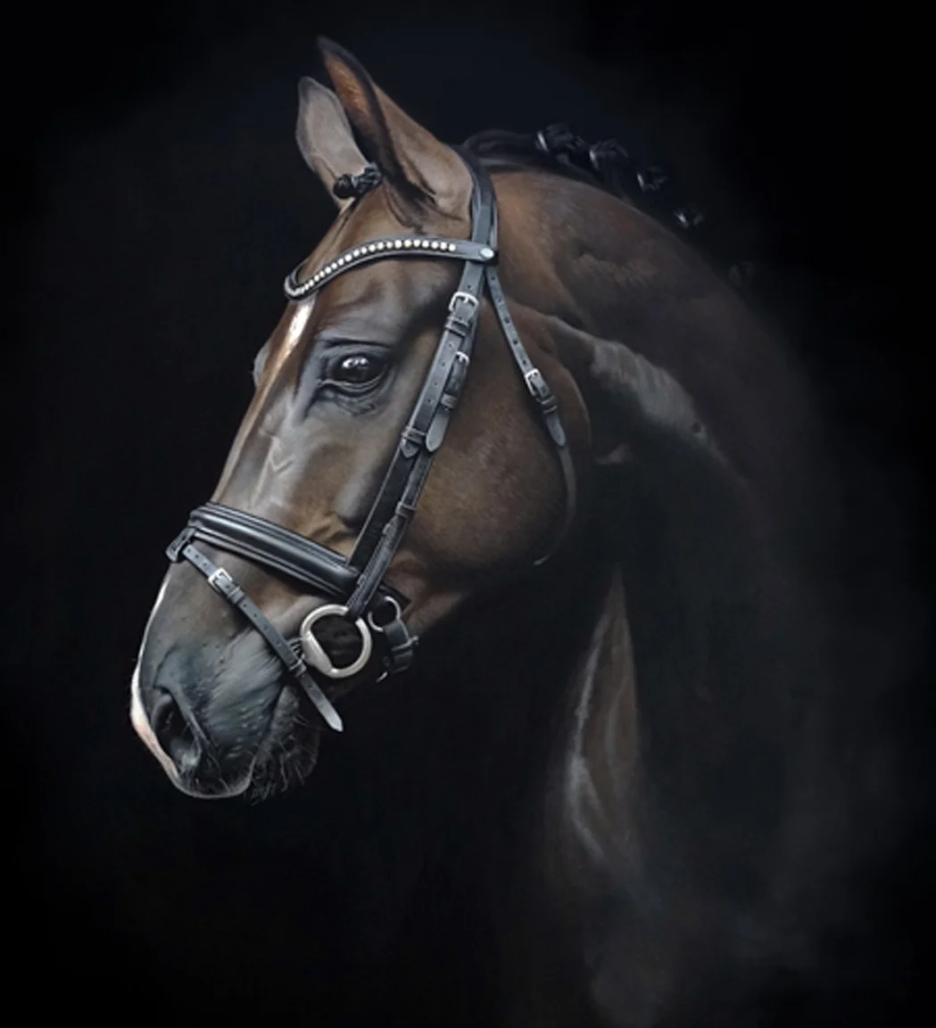 Close-up of a brown horse's head wearing a black bridle with silver accents, set against a dark background.