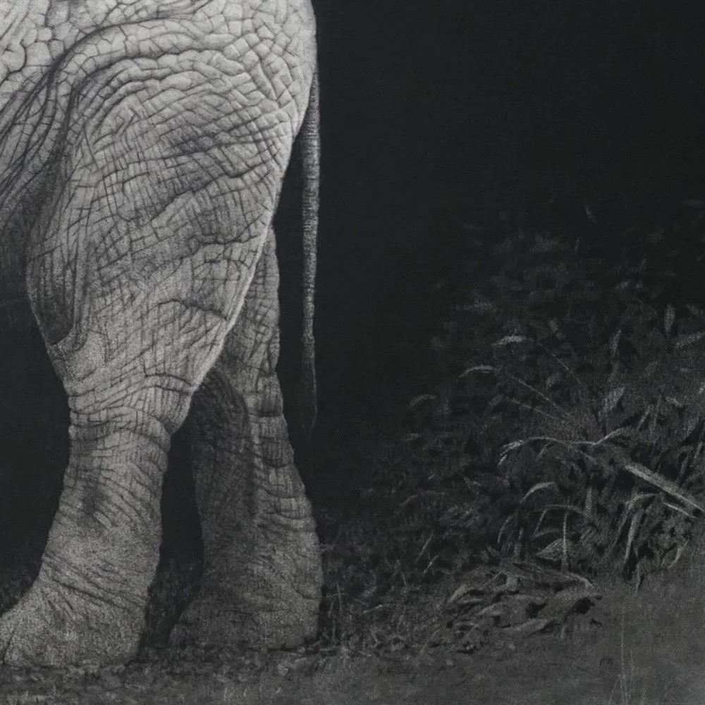 elephant_ calf_det2_charcoal-artwork-andrew-mortimer.jpg