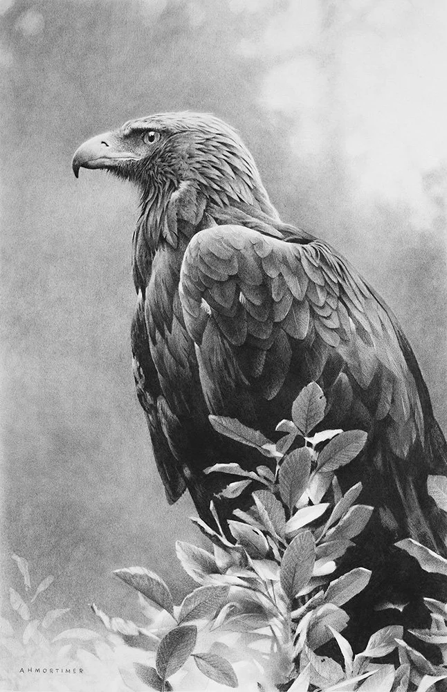 Memor aquilae