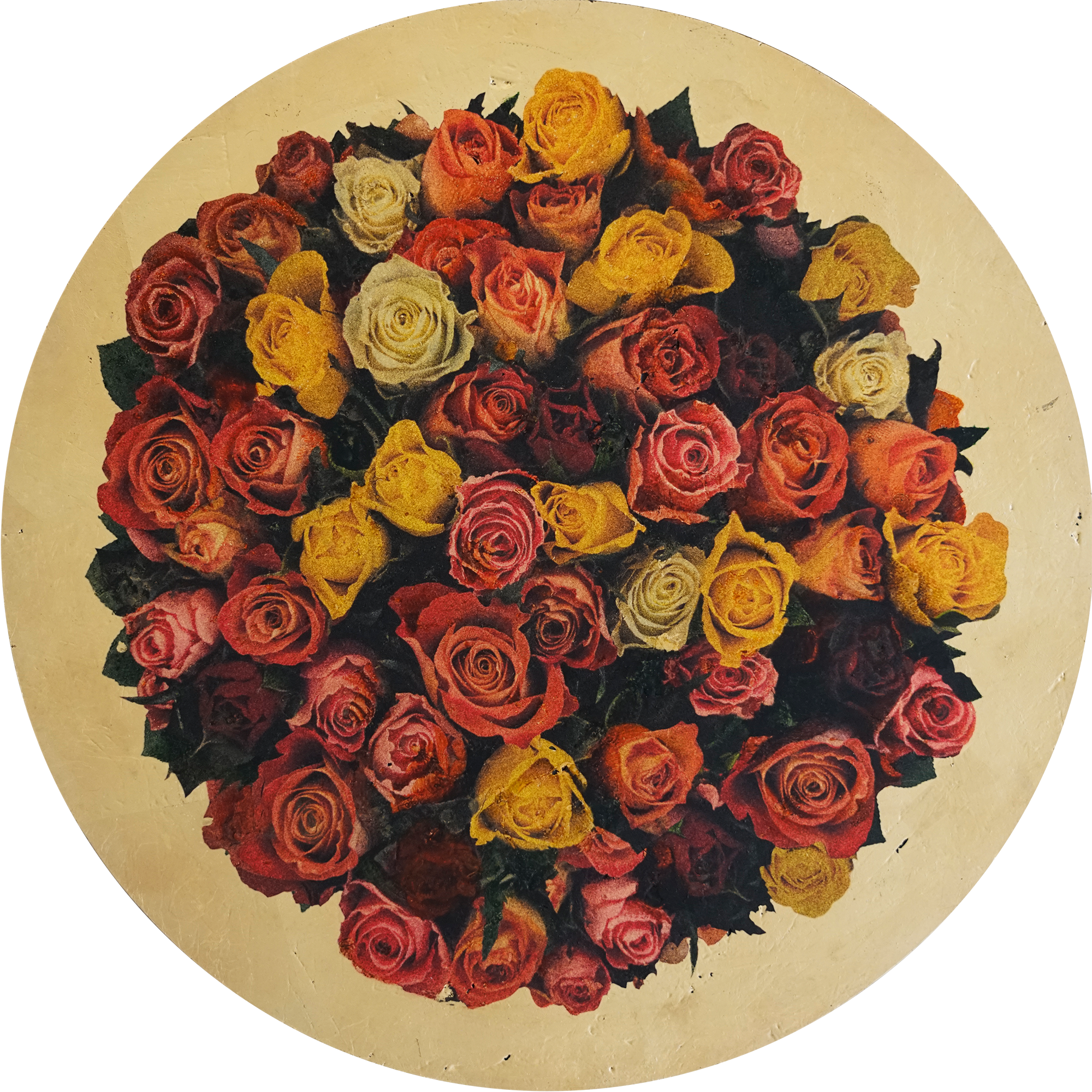 rosa anulus 1b sml.png