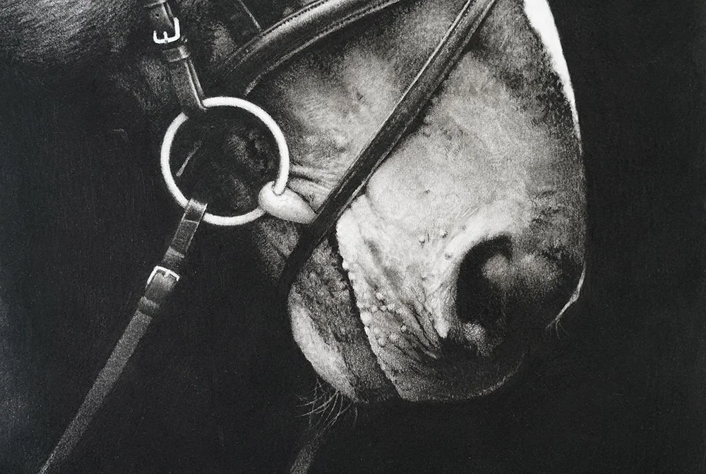 charcoal-horse-portrait-andrew-mortimer_det1.jpg