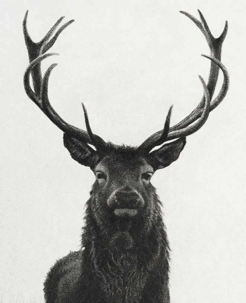Stag_det3_charcoal-artwork-andrew-mortimer.jpg