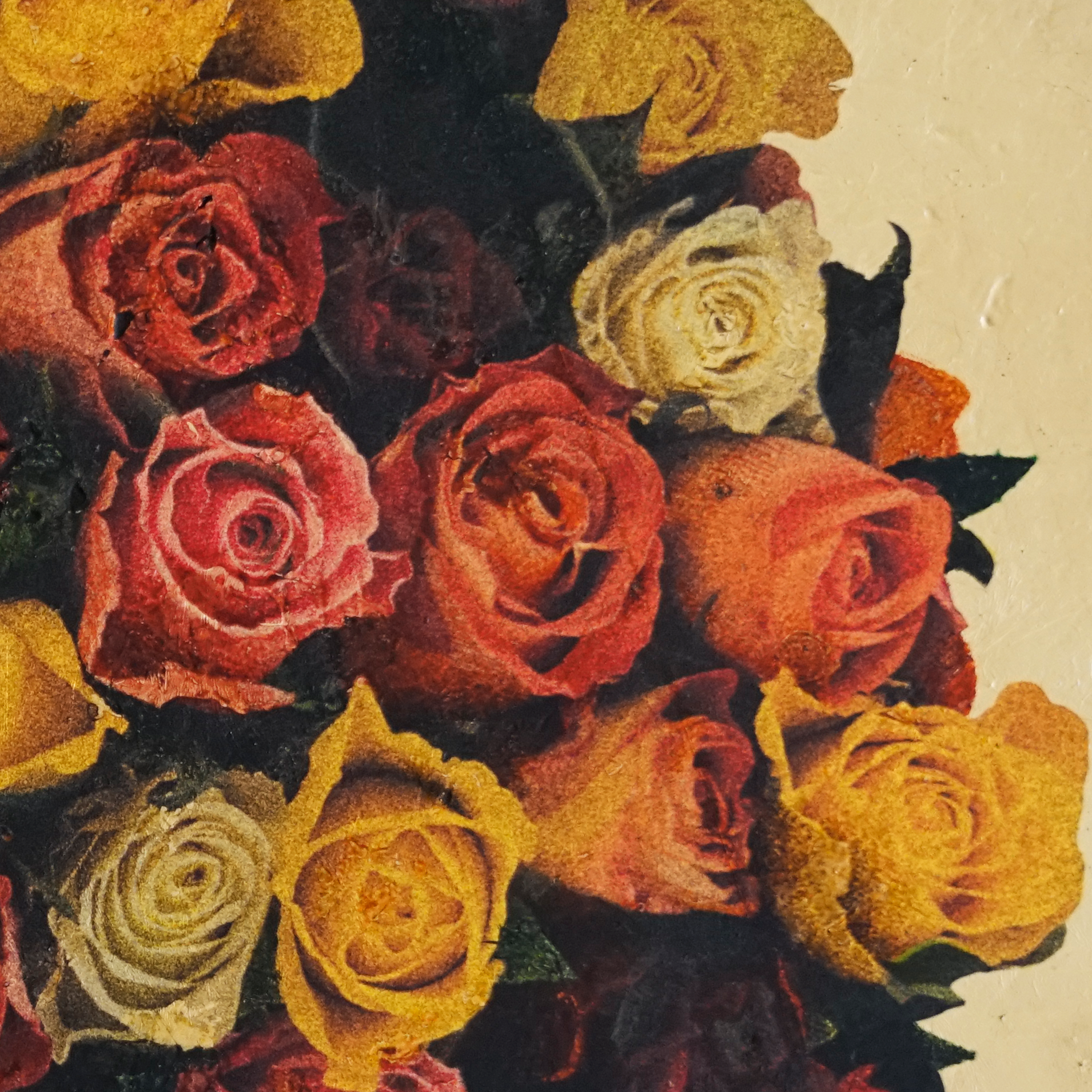 rosa anulus 1 det 2.png