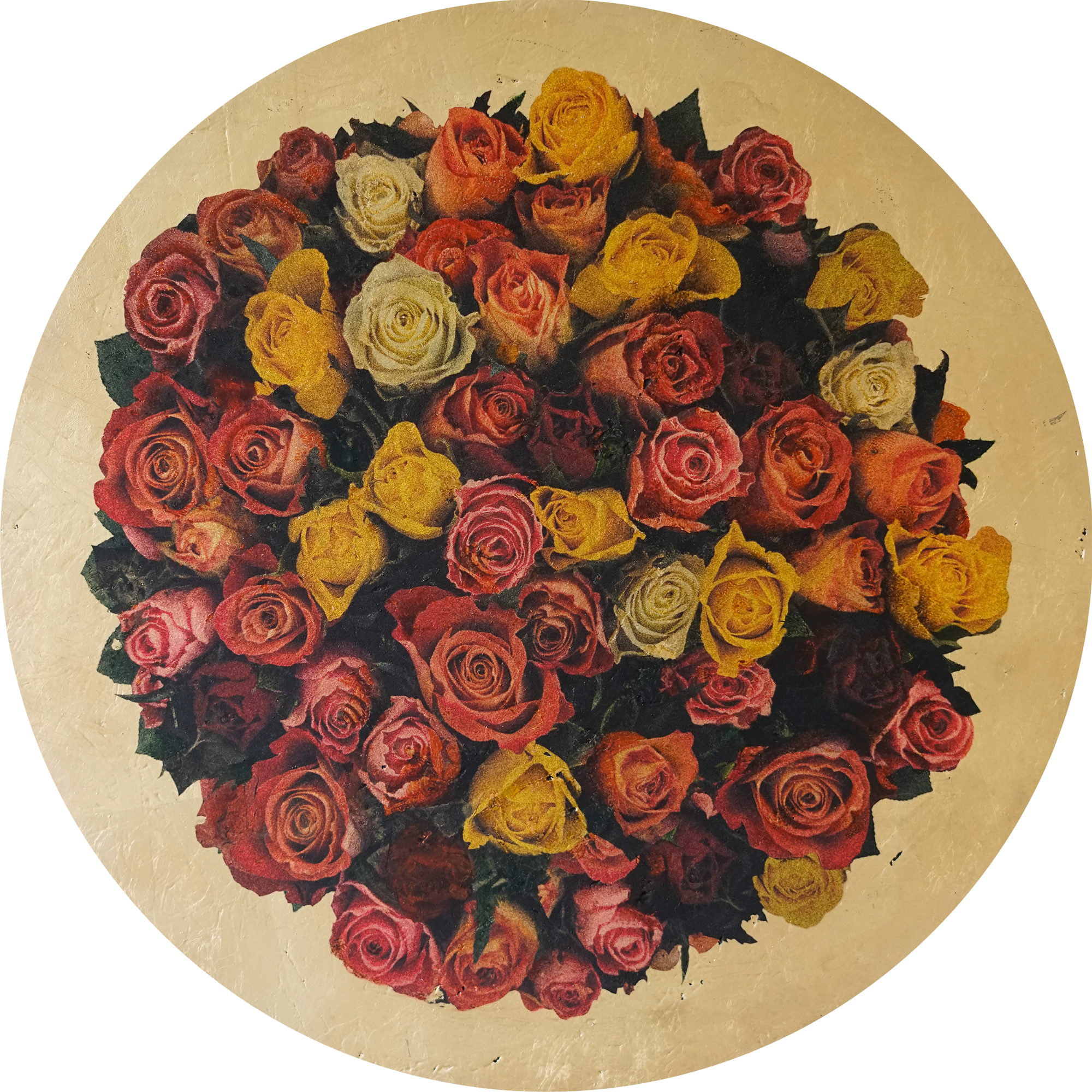 rosa anulus 1c sml.png
