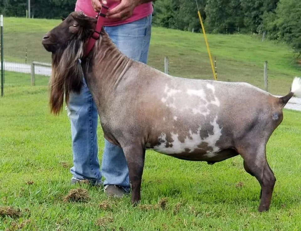 Agape's Prize Nigerian Dwarf Dairy Goats