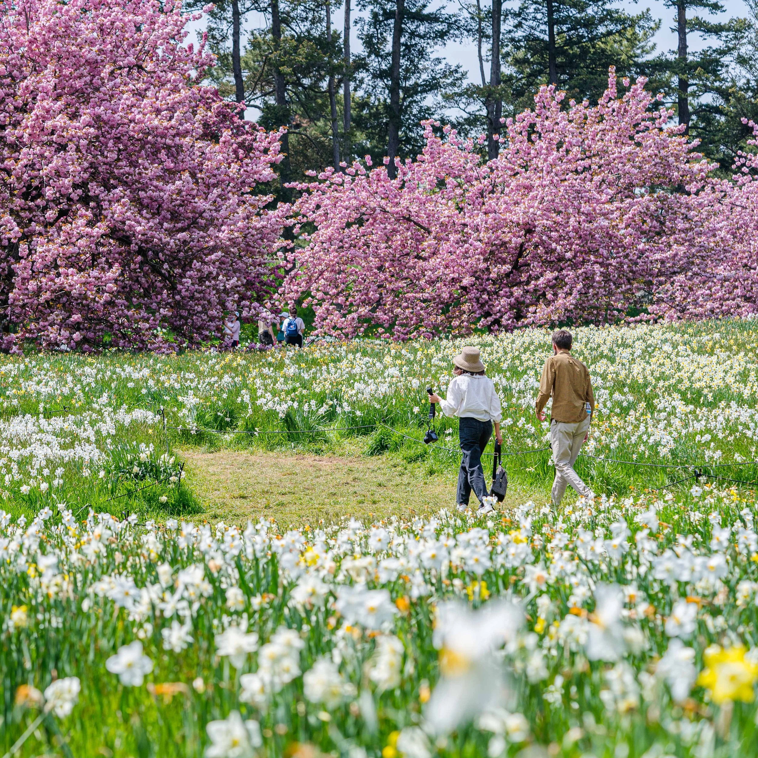 Blooming at NY Botanical Garden's Earth Day Weekend Celebrations
