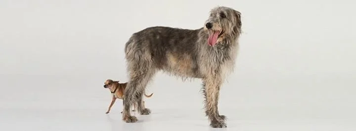 Martin Creed: The Back Door