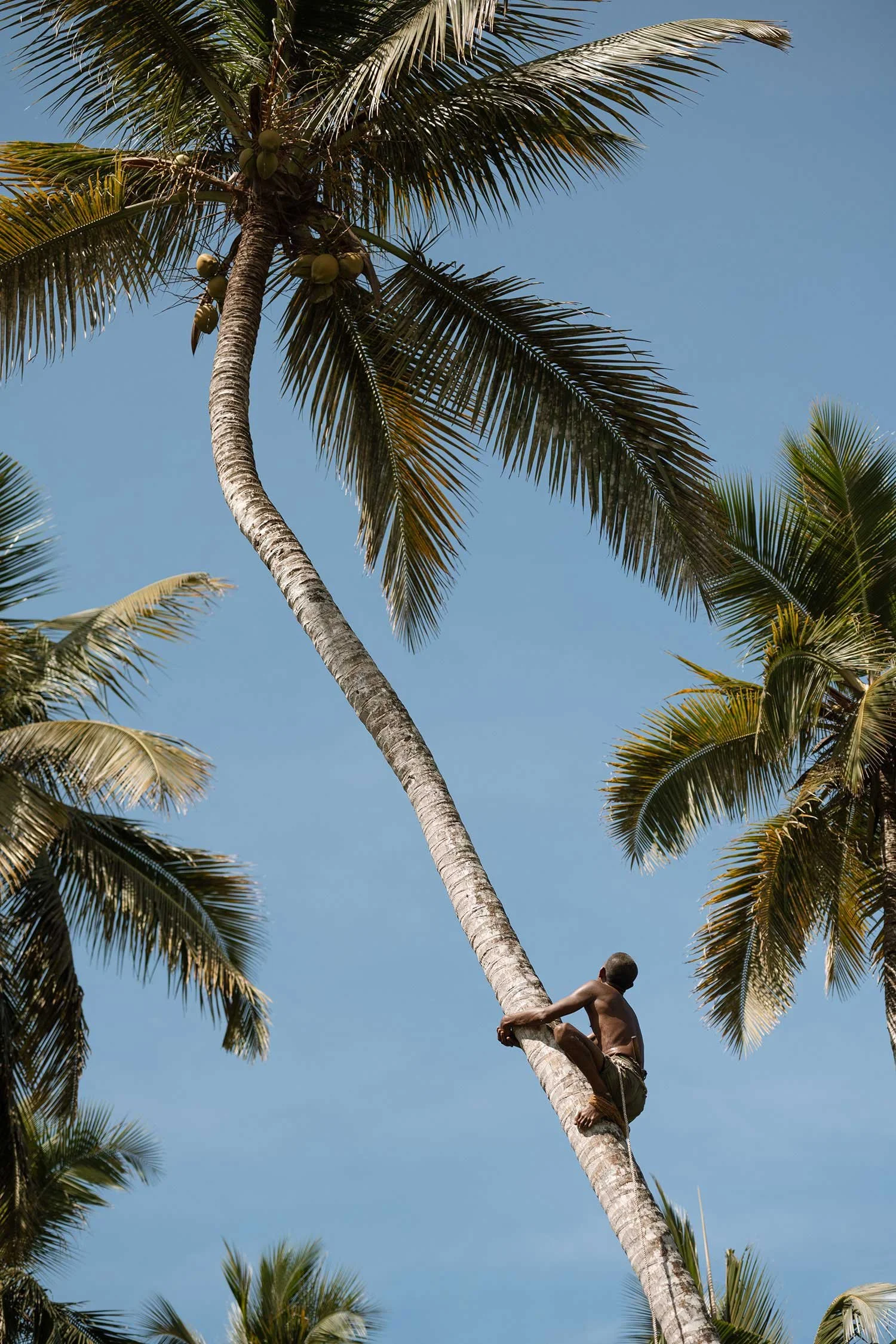 Person climbing a tall coconut tree with green coconuts against a clear blue sky — Casa Tikiri, Ahangama, Sri Lanka