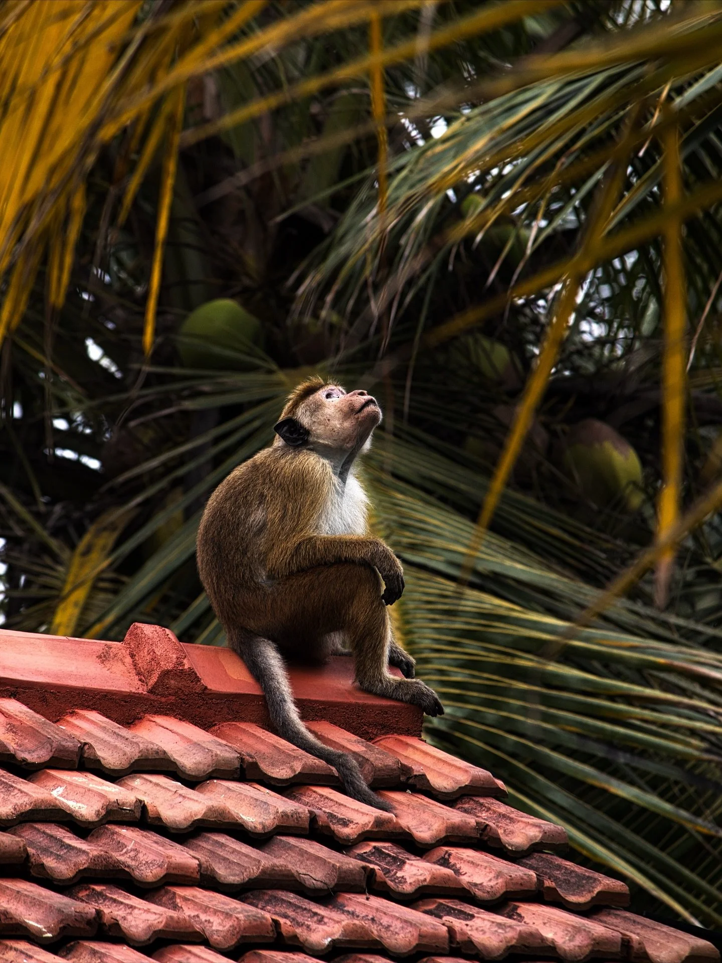 Just island things.

🐒🌴

ROOMS &amp; SUITES
Best rates always on our website &middot; link in bio.

CAFE 
Italian coffee, homemade breakfasts, and laid-back brunches. Open every day from 8 am to 3 pm.

YOGA
Daily practice with rice field views. Sch